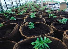 Coco Peat 7