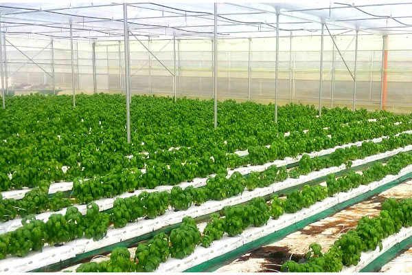 Grow Bags 2