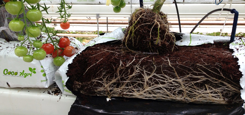 Grow Bags