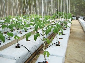 Grow Bags