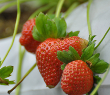 Grow Bags 3