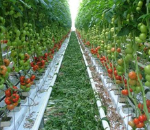 Grow Bags 4
