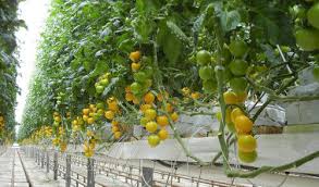 Grow Bags 3